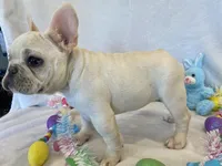 Hilda, a female French Bulldog for sale in Dysart, IA – Photo 9 of 10