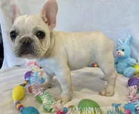 Hilda, a female French Bulldog for sale in Dysart, IA – Photo 6 of 10