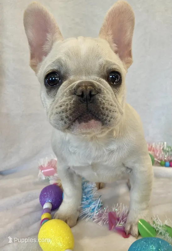 Hilda – French Bulldog puppy for sale in Dysart, IA