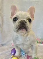 Hilda, a female French Bulldog for sale in Dysart, IA – Photo 1 of 10