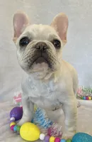 Hilda, a female French Bulldog for sale in Dysart, IA – Photo 4 of 10