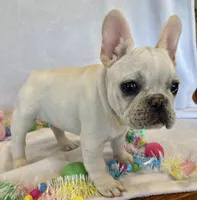 Hilda, a female French Bulldog for sale in Dysart, IA – Photo 2 of 10