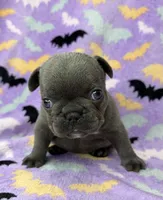 Saylor, a female French Bulldog for sale in Dysart, IA – 2 of 9