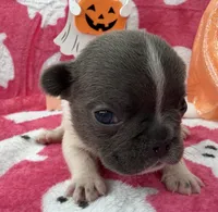 Chime, a female French Bulldog for sale in Dysart, IA – 2 of 9