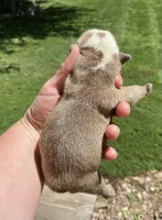 Hoover, a male English Bulldog for sale in Dysart, IA – 7 of 8