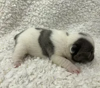 Kaleb, a male French Bulldog for sale in Dysart, IA – 10 of 10