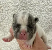Kaleb, a male French Bulldog for sale in Dysart, IA – 3 of 10