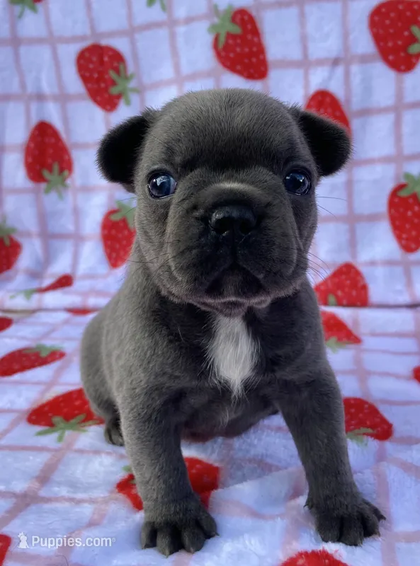 Kozy  – French Bulldog puppy for sale in Dysart, IA