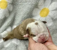 Hefty , a male English Bulldog for sale in Dysart, IA – 5 of 10