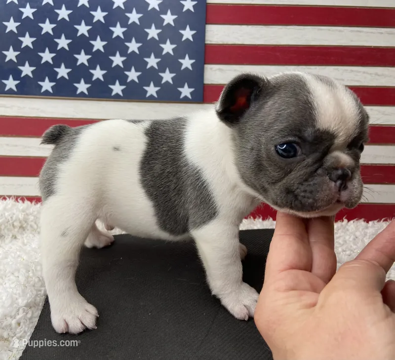 Kaleb – French Bulldog puppy for sale in Dysart, IA