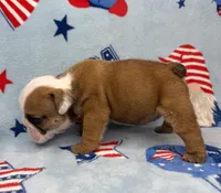 Elise, a female English Bulldog for sale in Dysart, IA – 8 of 10