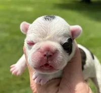 Piglet, a male French Bulldog for sale in Dysart, IA – 7 of 10