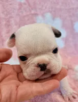 Phyliss- blue pied, a female French Bulldog for sale in Dysart, IA – 5 of 10