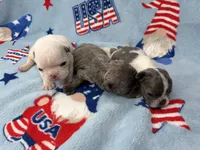 Phyliss, a female French Bulldog for sale in Dysart, IA – 8 of 10