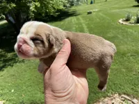 Hoover, a male English Bulldog for sale in Dysart, IA – 6 of 8