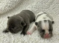 Kaleb, a male French Bulldog for sale in Dysart, IA – 7 of 10