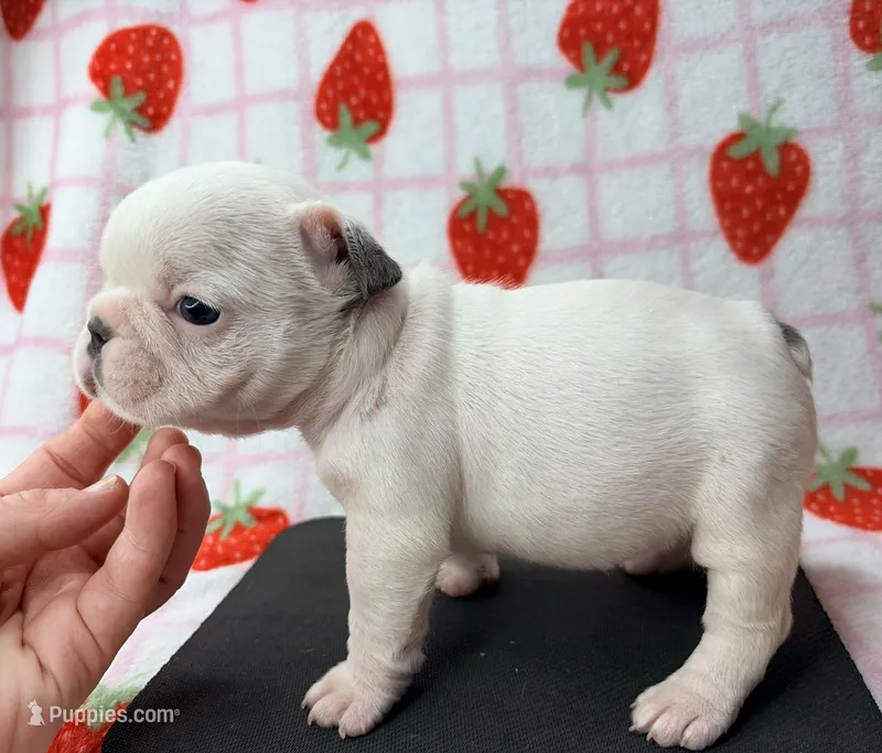 Phyliss- blue pied – French Bulldog puppy for sale in Dysart, IA