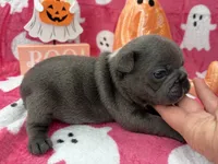 Denver, a male French Bulldog for sale in Dysart, IA – 8 of 10