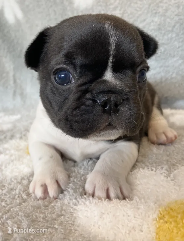 Blair – French Bulldog puppy for sale in Dysart, IA