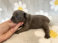 Kozy , a female French Bulldog for sale in Dysart, IA – 3 of 10
