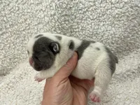 Kaleb, a male French Bulldog for sale in Dysart, IA – 9 of 10