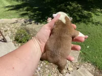 Hickory, a female English Bulldog for sale in Dysart, IA – 6 of 10