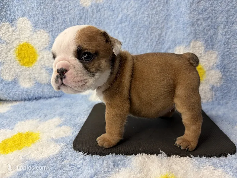 Elise – English Bulldog puppy for sale in Dysart, IA