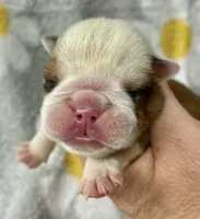 Hickory, a female English Bulldog for sale in Dysart, IA – 3 of 10