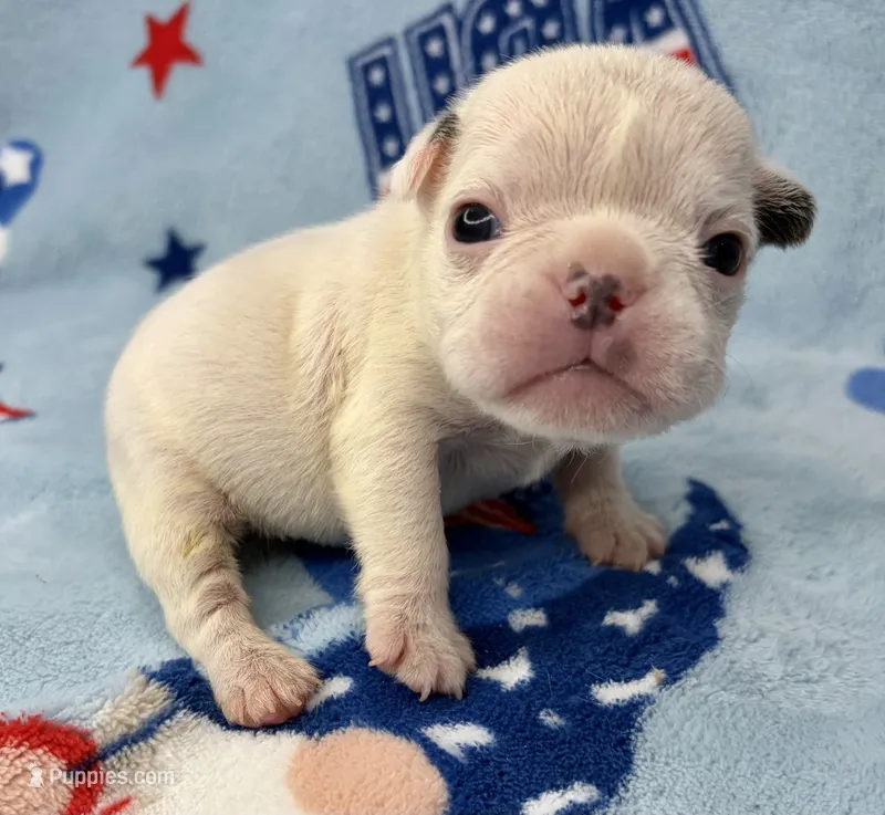 Phyliss – French Bulldog puppy for sale in Dysart, IA