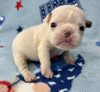 Phyliss, a female French Bulldog for sale in Dysart, IA – 1 of 10