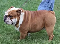 Halsey x Whiskey litter, a  English Bulldog for sale in Dysart, IA – 4 of 7