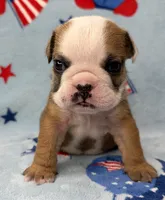 Elise, a female English Bulldog for sale in Dysart, IA – 3 of 10