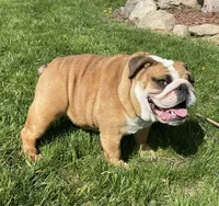 Edna x Whiskey litter, a  English Bulldog for sale in Dysart, IA – 6 of 8