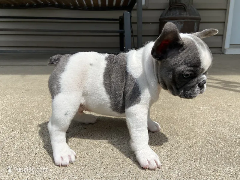 Kaleb – French Bulldog puppy for sale in Dysart, IA