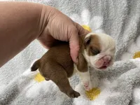 Hickory, a female English Bulldog for sale in Dysart, IA – 10 of 10