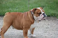 Halsey x Whiskey litter, a  English Bulldog for sale in Dysart, IA – 7 of 7