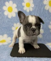 Kaleb, a male French Bulldog for sale in Dysart, IA – 5 of 8