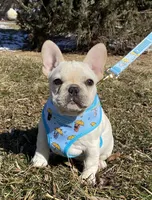 Haus, a male French Bulldog for sale in Dysart, IA – Photo 1 of 10