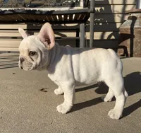 Haus, a male French Bulldog for sale in Dysart, IA – Photo 1 of 9