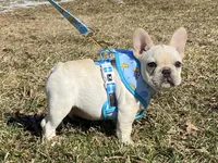 Haus, a male French Bulldog for sale in Dysart, IA – Photo 10 of 10