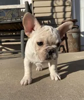 Haus, a male French Bulldog for sale in Dysart, IA – Photo 6 of 9