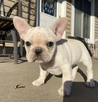 Haus, a male French Bulldog for sale in Dysart, IA – Photo 3 of 9