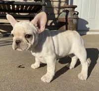 Haus, a male French Bulldog for sale in Dysart, IA – Photo 7 of 9