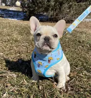 Haus, a male French Bulldog for sale in Dysart, IA – Photo 6 of 10