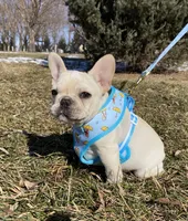Haus, a male French Bulldog for sale in Dysart, IA – Photo 8 of 10