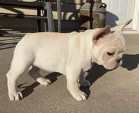 Haus, a male French Bulldog for sale in Dysart, IA – Photo 2 of 9