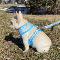 Haus, a male French Bulldog for sale in Dysart, IA – Photo 5 of 10