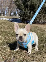 Haus, a male French Bulldog for sale in Dysart, IA – Photo 7 of 10