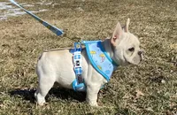 Haus, a male French Bulldog for sale in Dysart, IA – Photo 2 of 10