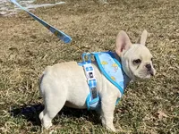 Haus, a male French Bulldog for sale in Dysart, IA – Photo 3 of 10